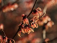 Hamamelis Ruby Glow 2016 01 23 8985